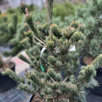 Сосна дрібноквіткова Аоi Нішики купить