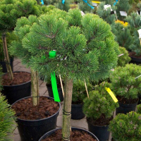 Сосна чорна Марі Брегон на штамбі купить