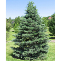 Ялиця одноколірна купить