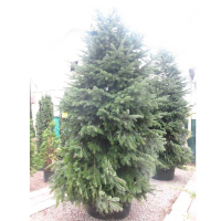 Ялиця кавказька Нордмана купить