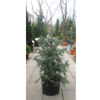 Ялиця одноколірна 