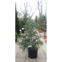 Ялиця одноколірна 