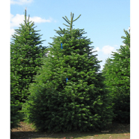 Ялиця Нордмана купить