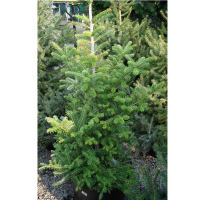 Ялиця корейська купить