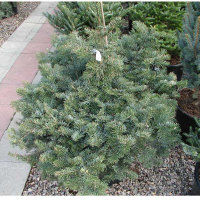 Ялиця Нобіліс купить