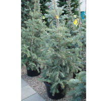 Ялиця одноколірна 