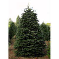 Ялиця Нордмана купить