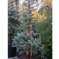 Ялиця гірська 