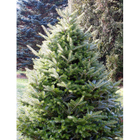 Ялиця корейська купить