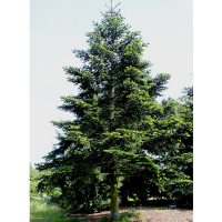 Ялиця нумідійська (алжирська) купить