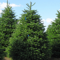 Ялиця Нордмана купить