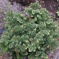 Ялиця бальзамічна Нана купить