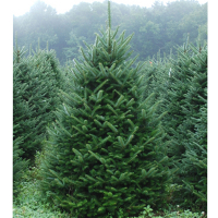 Ялиця Нордмана, 2-2,50 м купить