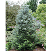 Ялиця корейська Сільберлок купить