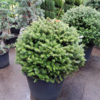 Ялиця корейська купить