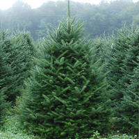 Ялиця Нордмана купить