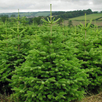 Ялиця Нордмана купить