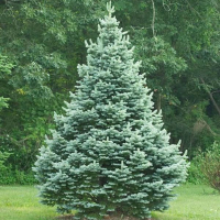 Пихта субальпийская Компакта купить