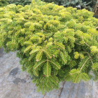 Ялиця nordmaniana Barabits Compact купить