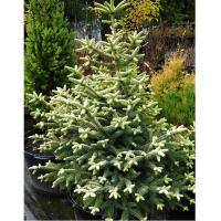 Ялиця Нумідійська купить