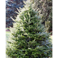 Ялиця корейська 200/+ см купить