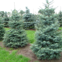 Пихта Конколор 125/150 см купить