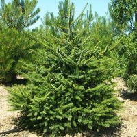 Ялиця іспанська Келлеріс купить