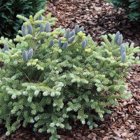 Ялиця корейська Блю Емперор купить