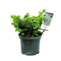 Ялиця корейська купить