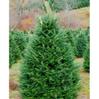 Пихта Фразера 100/+ см купить