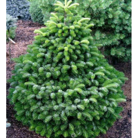 Ялиця кавказька купить