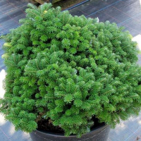 Ялиця корейська Діамант купить