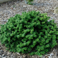 Ялиця бальзамічна Piccolo купить