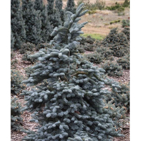 Ялиця високоросла Глаука купить