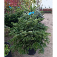 Пихта Нордмана купить