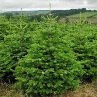 Ялиця Нордмана купить