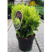 Кипарисовик тупой Пигмеа купить