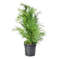 Кипарисовик Лавсона Ивонне купить