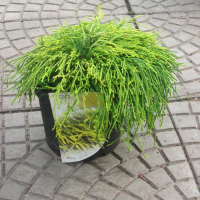 Кипарисовик горохоплодный Sungold купить