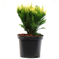 Кипарисовик Лавсона Pygmaea Argentea купить