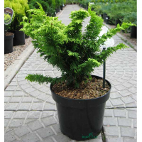 Кіпарисовик тупий 