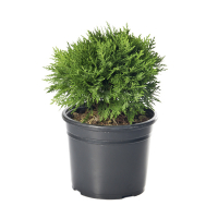 Кіпарисовик притуплений Нана Грациліс купить