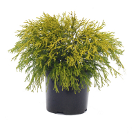 Кипарисовик горохоплодный Филифера Ауреа купить