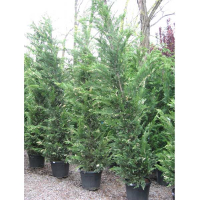 Кипарисовик Лейланда Вариегата купить