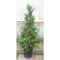 Кіпарисовик Лавсона 