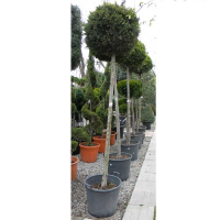 Кипарисовик Лейланда Кастеллан Голд купить