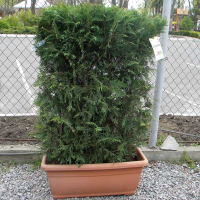 Кипарисовик Лейланда купить