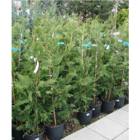 Кипарисовик Лейланда купить