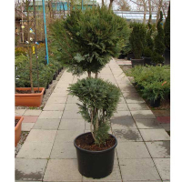 Кипарисовик Лавсона Уайт Спот купить