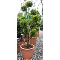 Кипарисовик лейланда Кастевеллан Голд купить